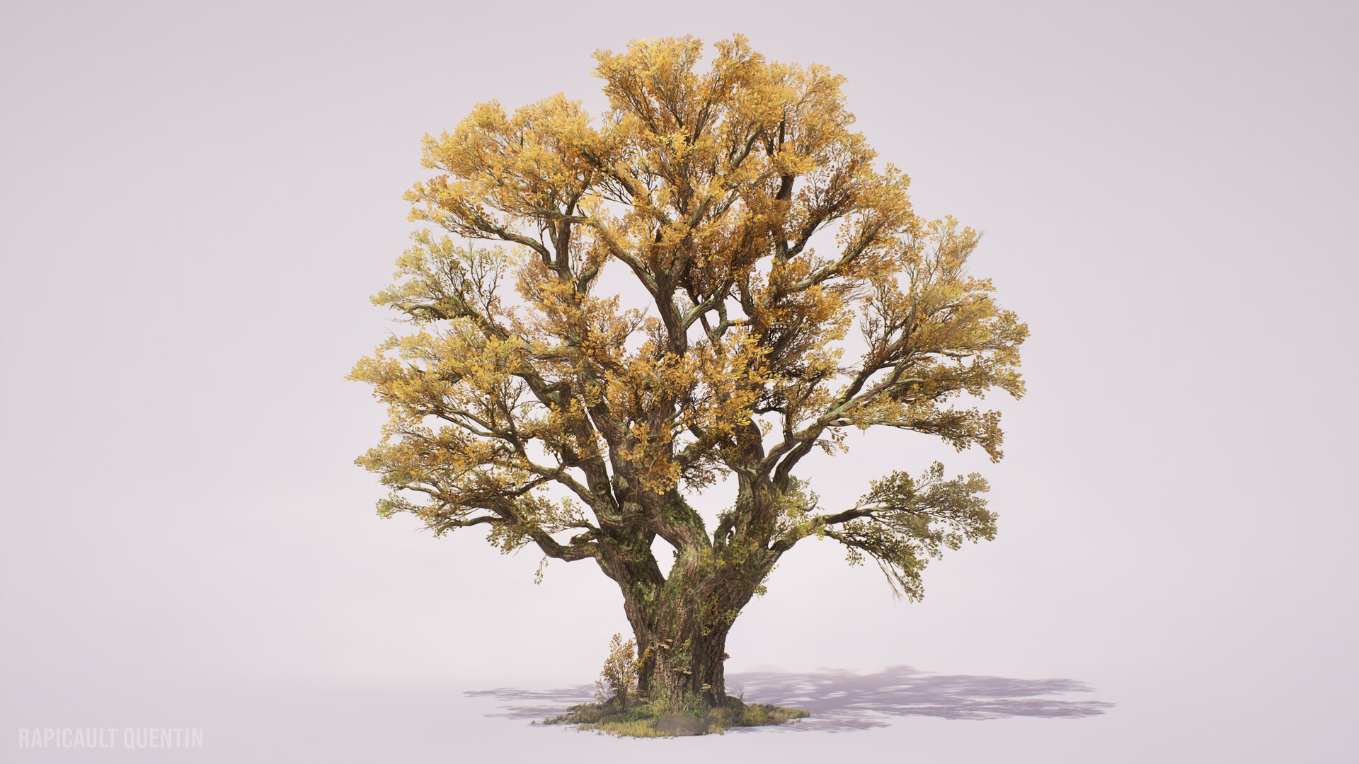 Original reference photograph of the ancient autumn tree